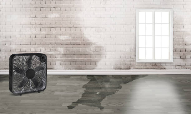 Best Flood damage cleanup  in Winchester, KY